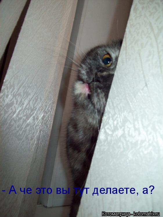 - А че это вы тут делаете, а?... Котоматрица: - А че это вы тут делаете, а?
