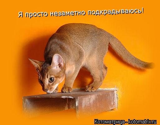 Я просто незаметно подкрадываюсь!... Котоматрица: Я просто незаметно подкрадываюсь!