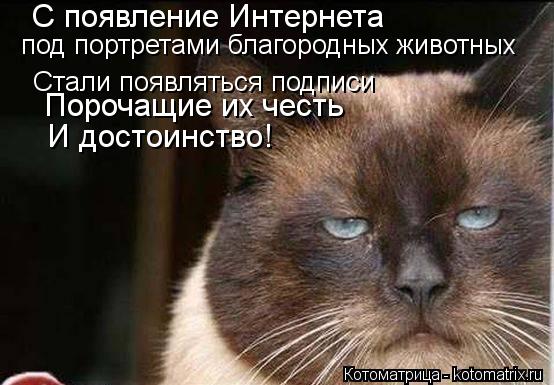 Котоматрица: С появление Интернета  под портретами благородных животных Стали появляться подписи Порочащие их честь И достоинство!