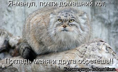 Я-манул, почти домашний кот, Погладь меня-и друга обретёшь!!... Котоматрица: Я-манул, почти домашний кот, Погладь меня-и друга обретёшь!!