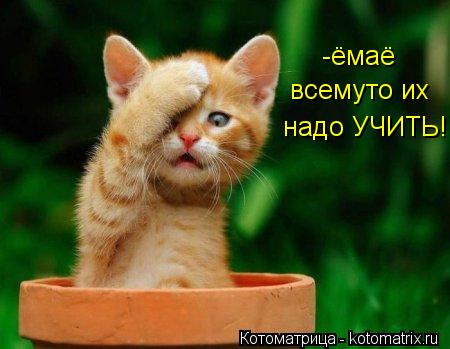 -ёмаё всемуто их надо УЧИТЬ!... Котоматрица: -ёмаё всемуто их надо УЧИТЬ!