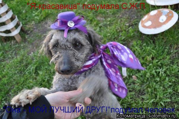 "Я-красавица" подумала С.Ж.П. "Она - МОЙ ЛУЧШИЙ ДРУГ!"подумал человек... Котоматрица: "Я-красавица" подумала С.Ж.П. "Она - МОЙ ЛУЧШИЙ ДРУГ!"подумал человек