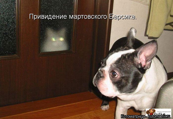 Привидение мартовского Барсика.... Котоматрица: Привидение мартовского Барсика.