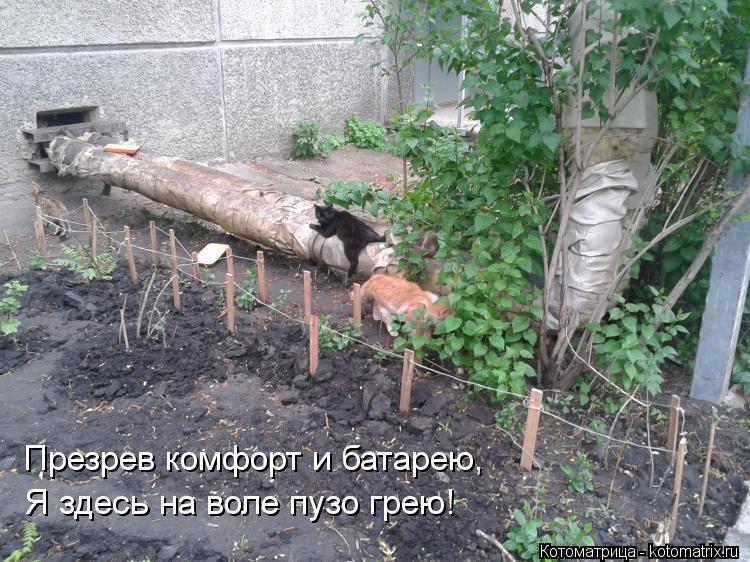 Котоматрица: Презрев комфорт и батарею, Я здесь на воле пузо грею!
