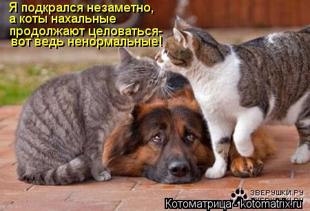 Я подкрался незаметно, а коты нахальные продолжают целоваться- вот ведь ненормальные!... Котоматрица: Я подкрался незаметно, а коты нахальные продолжают целоваться- вот ведь ненормальные!