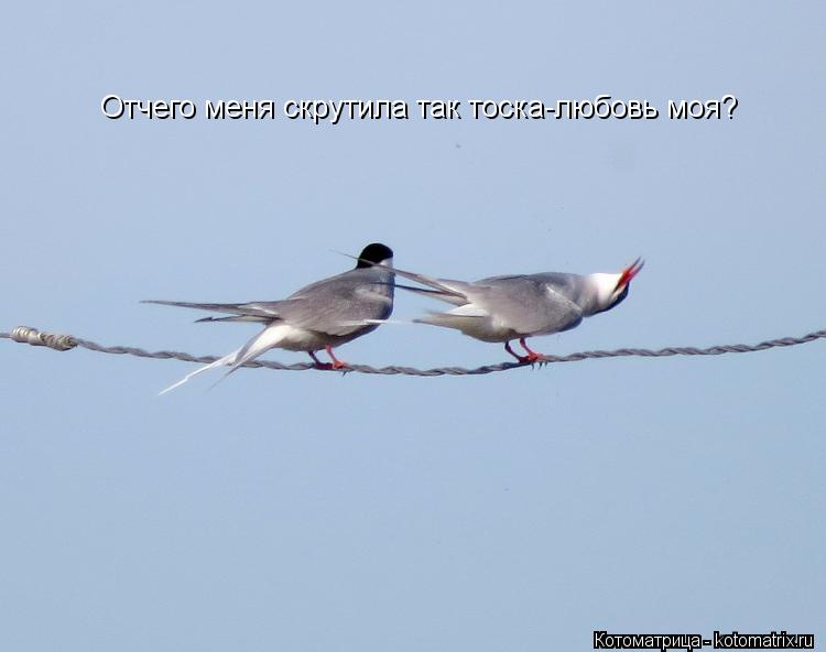 Отчего меня скрутила так тоска-любовь моя?... Котоматрица: Отчего меня скрутила так тоска-любовь моя?