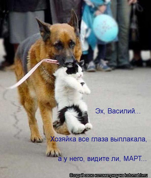 Эх, Василий... Хозяйка все глаза выплакала, а у него, видите ли, МАРТ...... Котоматрица: Эх, Василий... Хозяйка все глаза выплакала, а у него, видите ли, МАРТ...