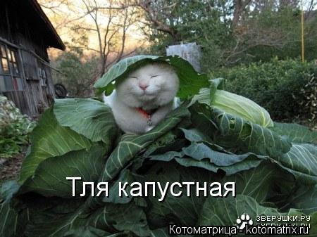 Тля капустная... Котоматрица: Тля капустная