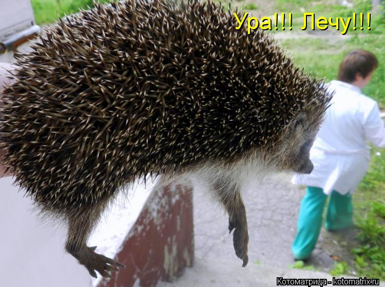 Ура!!! Лечу!!!... Котоматрица: Ура!!! Лечу!!!