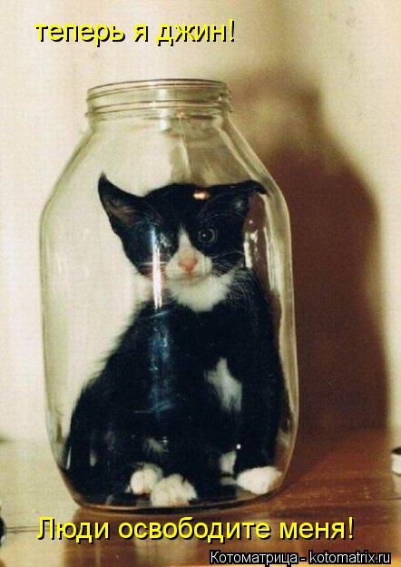 теперь я джин! Люди освободите меня!... Котоматрица: теперь я джин! Люди освободите меня!