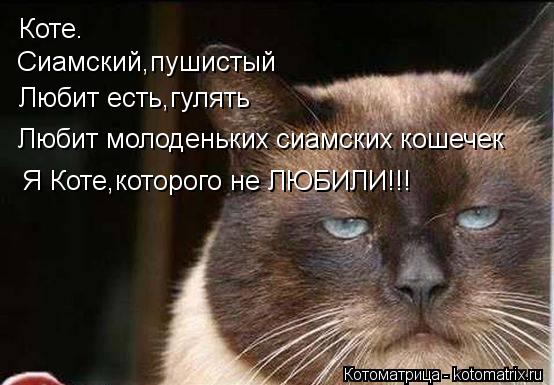 Коте. Сиамский,пушистый Любит есть,гулять Любит молоденьких сиамских кошечек Я Коте,которого не ЛЮБИЛ... Котоматрица: Коте. Сиамский,пушистый Любит есть,гулять Любит молоденьких сиамских кошечек Я Коте,которого не ЛЮБИЛИ!!!
