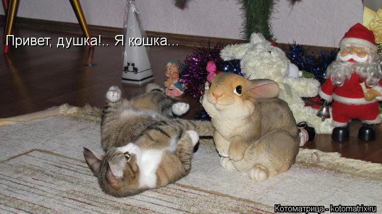 Привет, душка!.. Я кошка...... Котоматрица: Привет, душка!.. Я кошка...