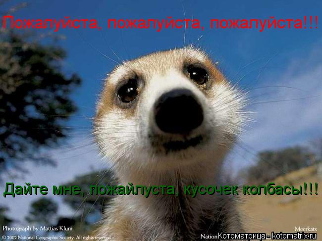 Пожалуйста, пожалуйста, пожалуйста!!! Дайте мне, пожайлуста, кусочек колбасы!!!... Котоматрица: Пожалуйста, пожалуйста, пожалуйста!!! Дайте мне, пожайлуста, кусочек колбасы!!!