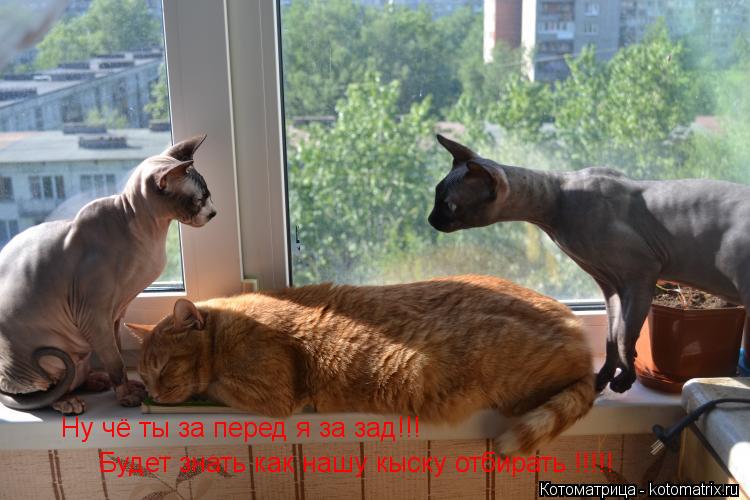 Ну чё ты за перед я за зад!!! Будет знать как нашу кыску отбирать !!!!!... Котоматрица: Ну чё ты за перед я за зад!!! Будет знать как нашу кыску отбирать !!!!!