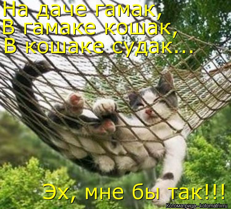 На даче гамак, В гамаке кошак, В кошаке судак... Эх, мне бы так!!!... Котоматрица: На даче гамак, В гамаке кошак, В кошаке судак... Эх, мне бы так!!!