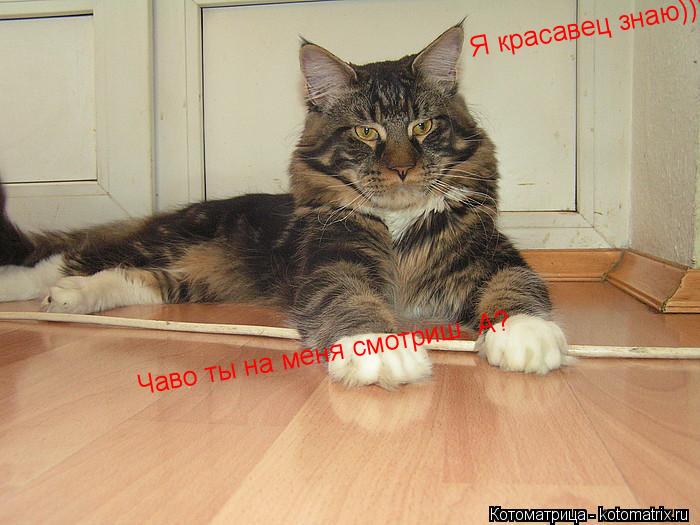 Чаво ты на меня смотриш. А? Я красавец знаю)))... Котоматрица: Чаво ты на меня смотриш. А? Я красавец знаю)))