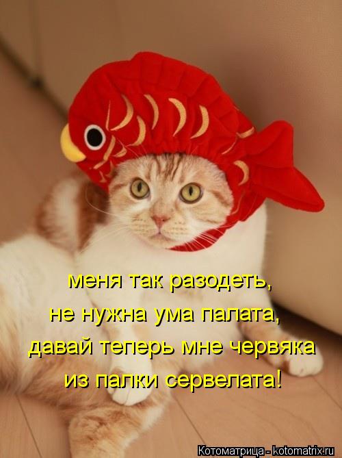 меня так разодеть, не нужна ума палата, давай теперь мне червяка из палки сервелата!... Котоматрица: меня так разодеть, не нужна ума палата, давай теперь мне червяка из палки сервелата!