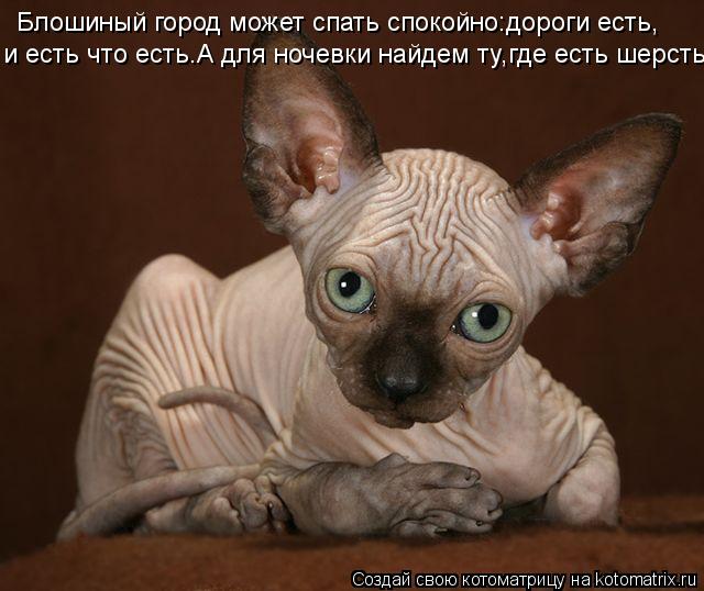 Блошиный город может спать спокойно:дороги есть, и есть что есть.А для ночевки найдем ту,где есть шер... Котоматрица: Блошиный город может спать спокойно:дороги есть, и есть что есть.А для ночевки найдем ту,где есть шерсть