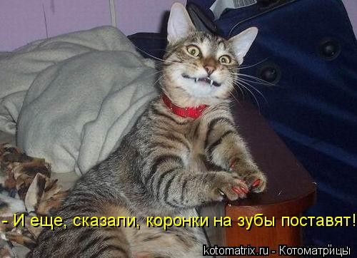 Котоматрица: - И еще, сказали, коронки на зубы поставят!