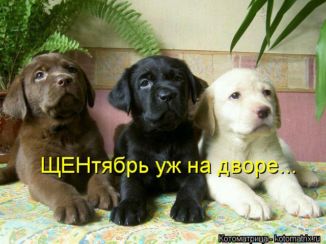 ЩЕНтябрь уж на дворе...... Котоматрица: ЩЕНтябрь уж на дворе...