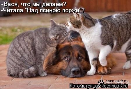 Котоматрица: -Вася, что мы делаем? -Читала "Над псиною поржи"?