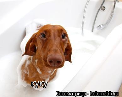 куку куку... Котоматрица: куку куку