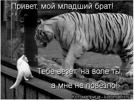 Привет, мой младший брат! Тебе везёт, на воле ты, а мне не повезло! а мне не повезло!... Котоматрица: Привет, мой младший брат! Тебе везёт, на воле ты, а мне не повезло! а мне не повезло!