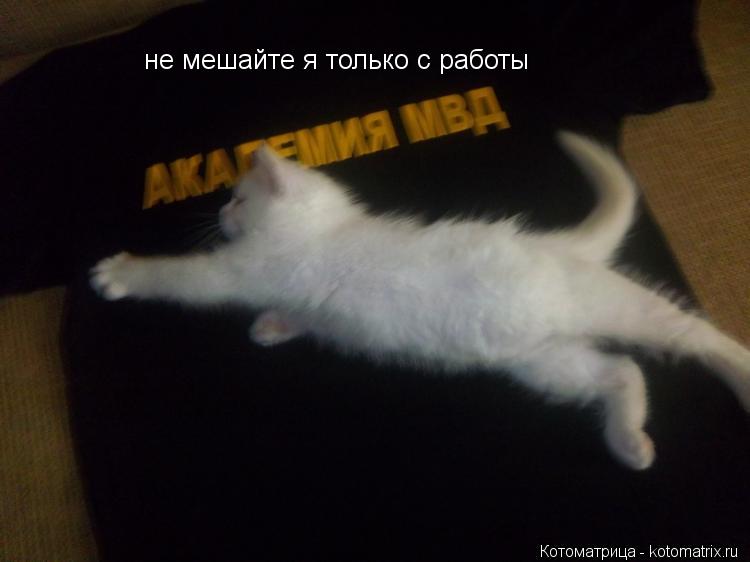 Котоматрица: не мешайте я только с работы