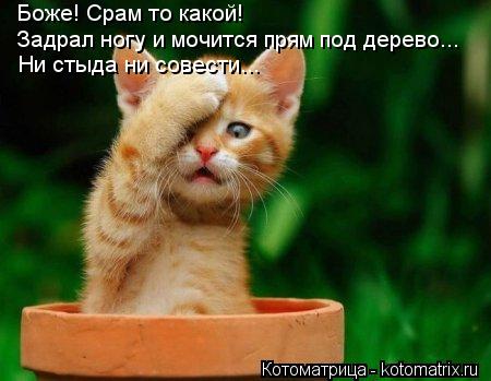 Боже! Срам то какой! Задрал ногу и мочится прям под дерево... Ни стыда ни совести...... Котоматрица: Боже! Срам то какой! Задрал ногу и мочится прям под дерево... Ни стыда ни совести...