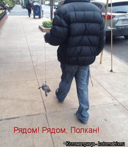 Рядом! Рядом, Полкан!... Котоматрица: Рядом! Рядом, Полкан!