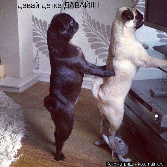 давай детка ДАВАЙ!!!!... Котоматрица: давай детка ДАВАЙ!!!!