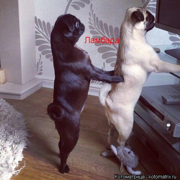 Ламбада... Котоматрица: Ламбада
