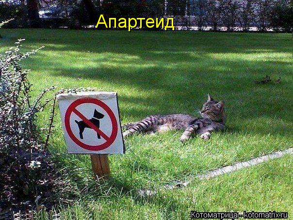 Апартеид... Котоматрица: Апартеид