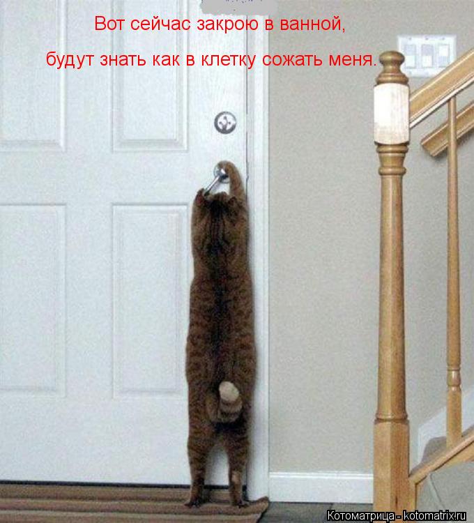 Вот сейчас закрою в ванной, будут знать как в клетку сожать меня.... Котоматрица: Вот сейчас закрою в ванной, будут знать как в клетку сожать меня.