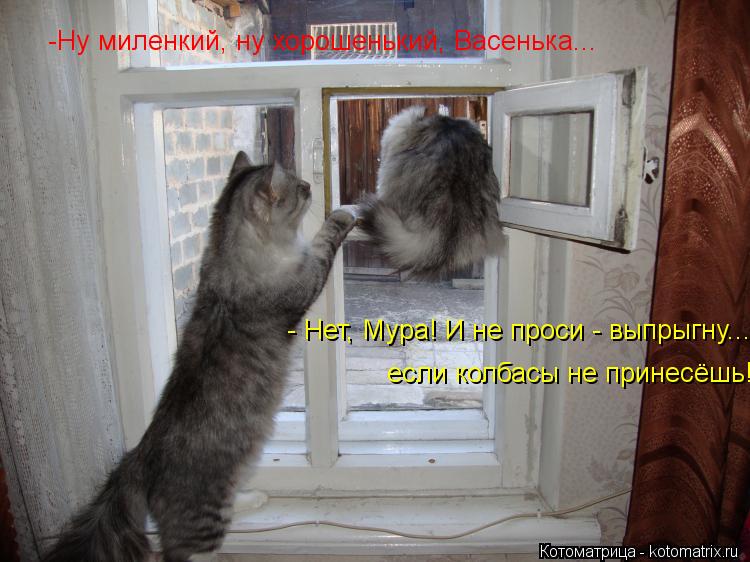 Котоматрица: -Ну миленкий, ну хорошенький, Васенька... - Нет, Мура! И не проси - выпрыгну...  если колбасы не принесёшь!