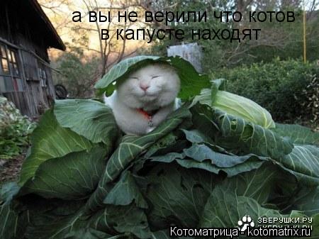 а вы не верили что котов в капусте находят... Котоматрица: а вы не верили что котов в капусте находят