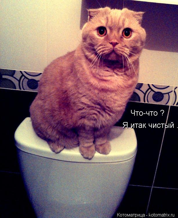 Что-что ? Я итак чистый .... Котоматрица: Что-что ? Я итак чистый .