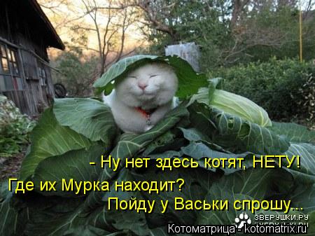 - Ну нет здесь котят, НЕТУ! Где их Мурка находит? Пойду у Васьки спрошу...... Котоматрица: - Ну нет здесь котят, НЕТУ! Где их Мурка находит? Пойду у Васьки спрошу...