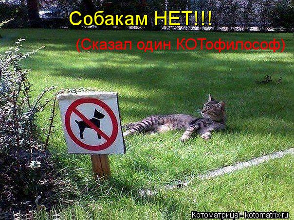 Собакам НЕТ!!! (Сказал один КОТофилософ)... Котоматрица: Собакам НЕТ!!! (Сказал один КОТофилософ)