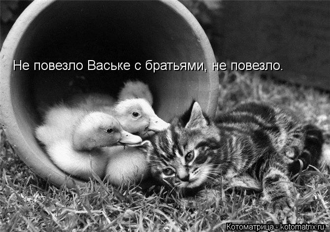 Не повезло Ваське с братьями, не повезло.... Котоматрица: Не повезло Ваське с братьями, не повезло.