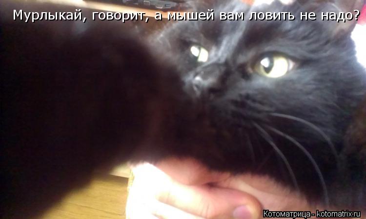 Котоматрица: Мурлыкай, говорит, а мышей вам ловить не надо?