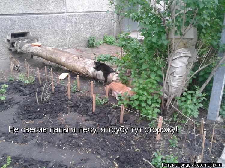 Не свесив лапы я лежу, я трубу тут сторожу!... Котоматрица: Не свесив лапы я лежу, я трубу тут сторожу!
