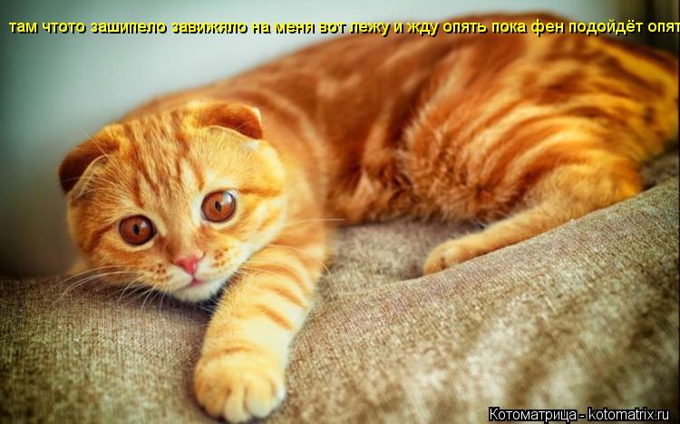 там чтото зашипело завижяло на меня вот лежу и жду опять пока фен подойдёт опять... Котоматрица: там чтото зашипело завижяло на меня вот лежу и жду опять пока фен подойдёт опять