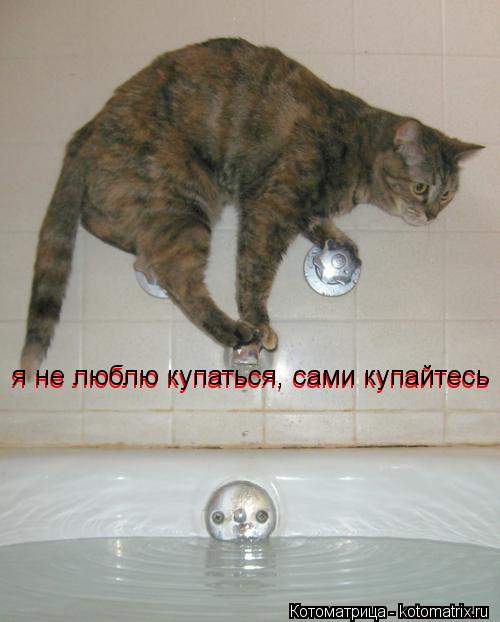 Котоматрица: я не люблю купаться, сами купайтесь я не люблю купаться, сами купайтесь