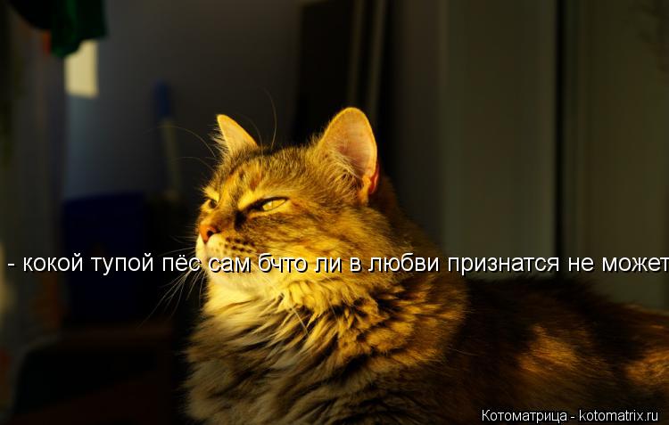 - кокой тупой пёс сам бчто ли в любви признатся не может... Котоматрица: - кокой тупой пёс сам бчто ли в любви признатся не может