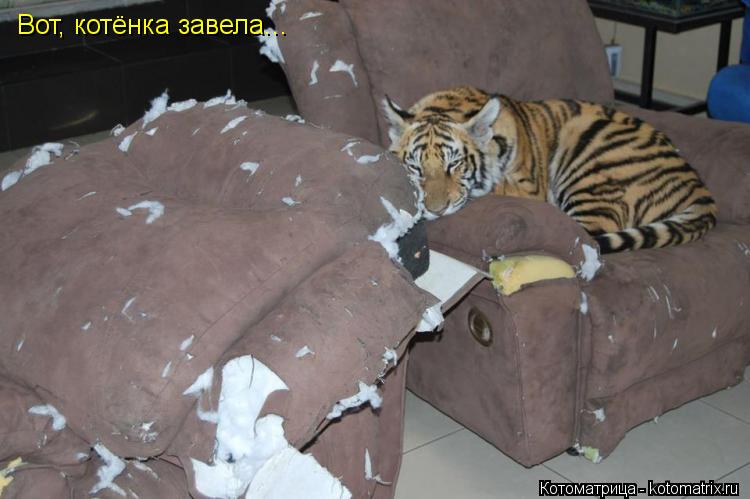 Котоматрица: Вот, котёнка завела...