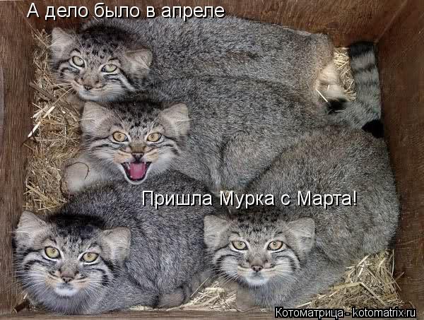 А дело было в апреле Пришла Мурка с Марта!... Котоматрица: А дело было в апреле Пришла Мурка с Марта!