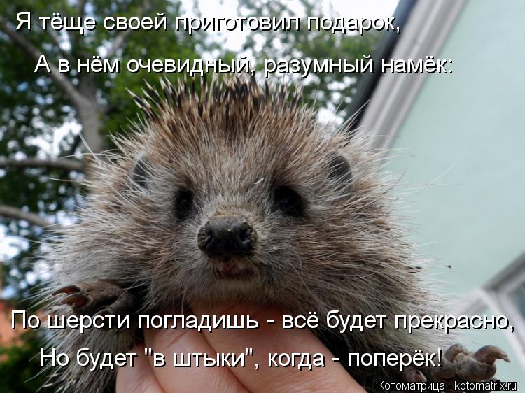 По шерсти погладишь - всё будет прекрасно, Но будет "в штыки", когда - поперёк! А в нём очевидный, р... Котоматрица: По шерсти погладишь - всё будет прекрасно, Но будет "в штыки", когда - поперёк! А в нём очевидный, разумный намёк: Я тёще своей приготовил пода