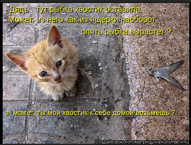 - Дядь.. тут рыбка хвостик оставила... Может, из него как из ящерки наоборот опять рыбка вырастет ?..... Котоматрица: - Дядь.. тут рыбка хвостик оставила... Может, из него как из ящерки наоборот опять рыбка вырастет ?.... а, может, ты мой хвостик к себе домой возьм
