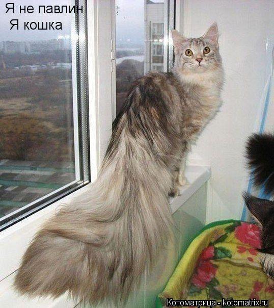 Я не павлин Я кошка... Котоматрица: Я не павлин Я кошка